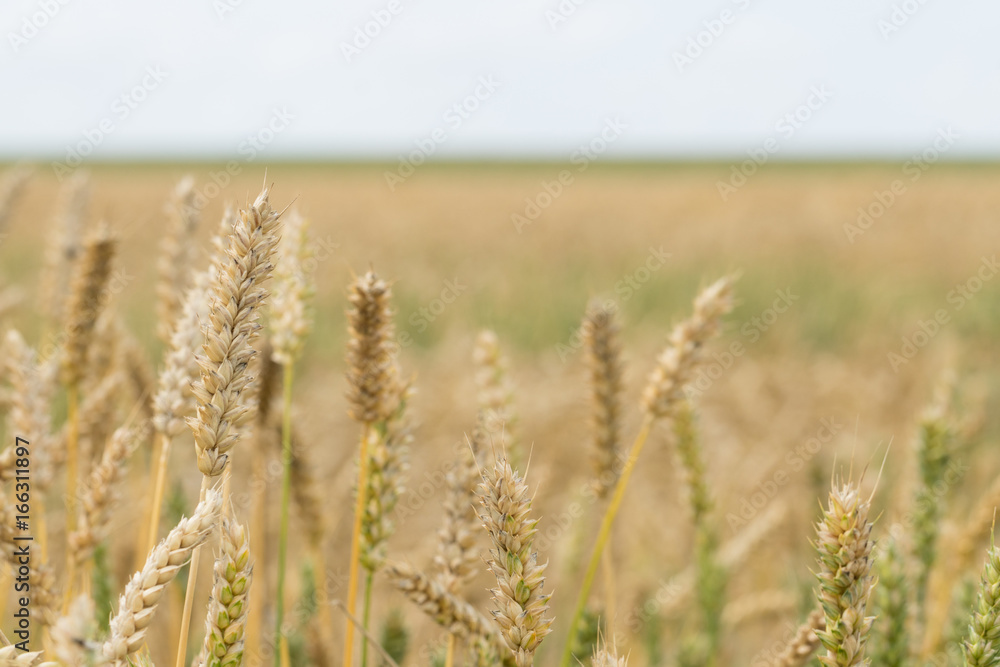 Wheat field. Ears of golden wheat close up Wheat field. Ears of golden wheat close up