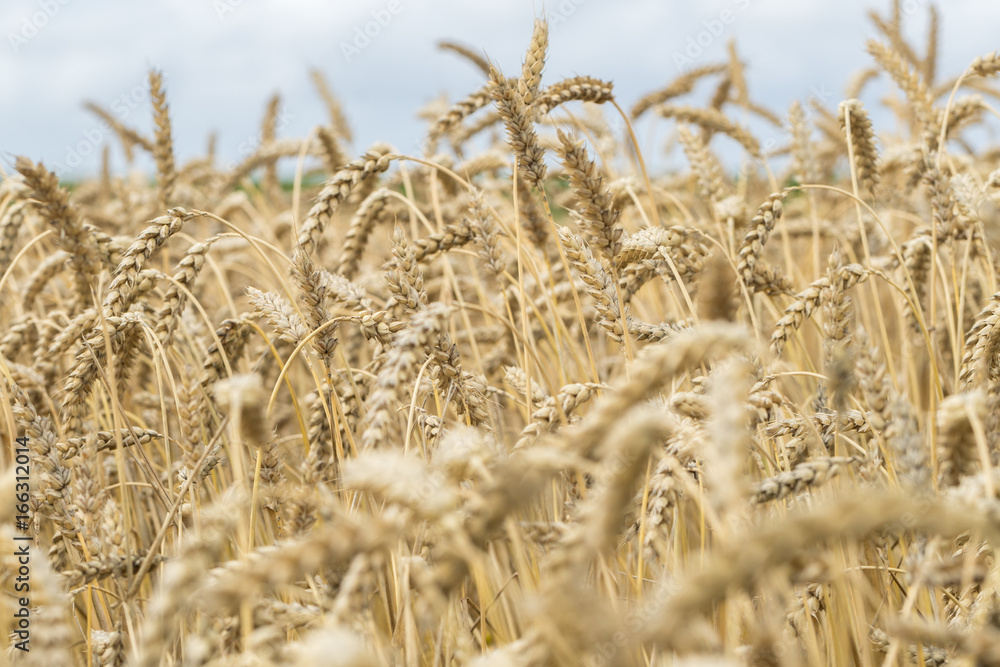 Fototapeta premium Wheat field. Ears of golden wheat close up