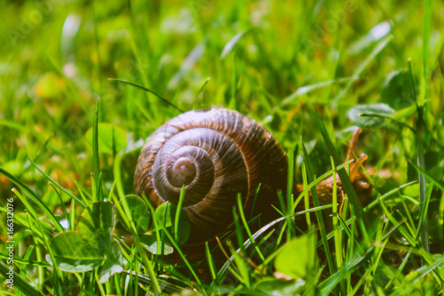 Photo depicts a wild lovely big beautiful snail with spiral shell. Amazing helix in the garden, crawling in a fresh green grass, good sunny weather. Marco, close up view.