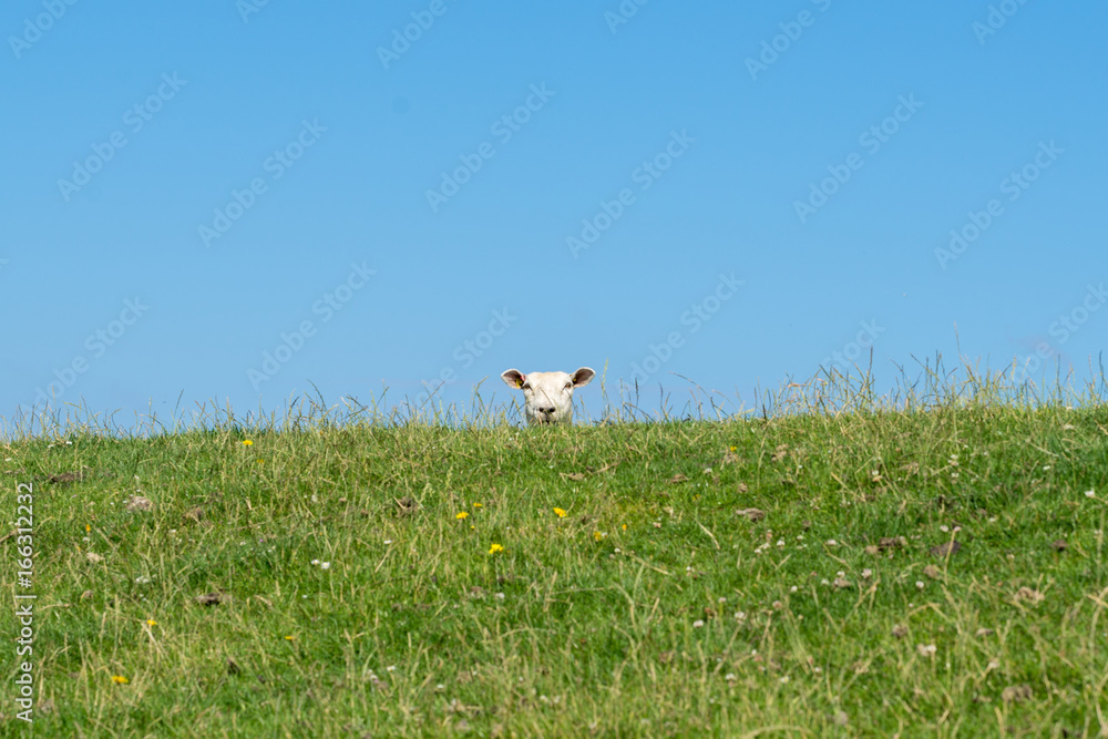 Fototapeta premium Schaf schaut über den Deich
