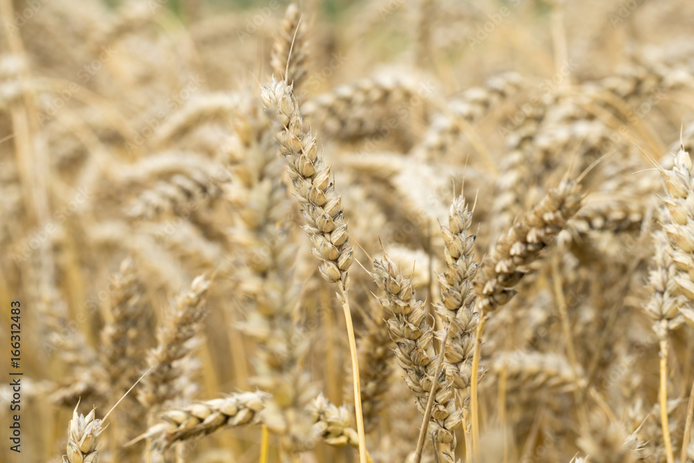 Fototapeta premium Weizenfeld