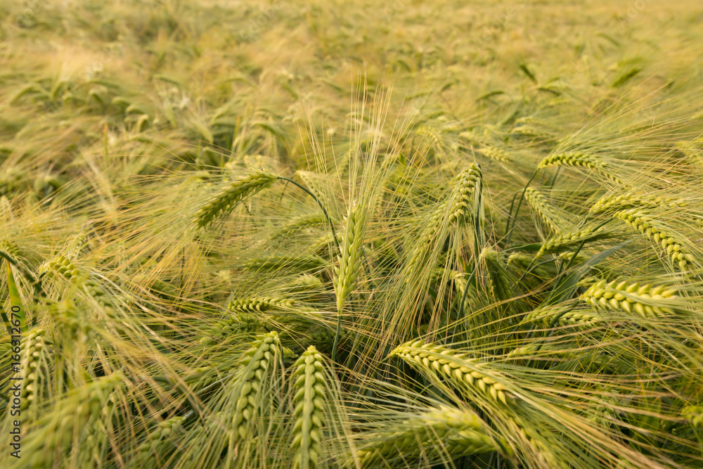 Golden Wheat Field in a Summer Golden Wheat Field in a Summer