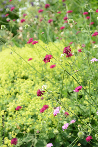 blooming pink Knautia Macedonica. photo