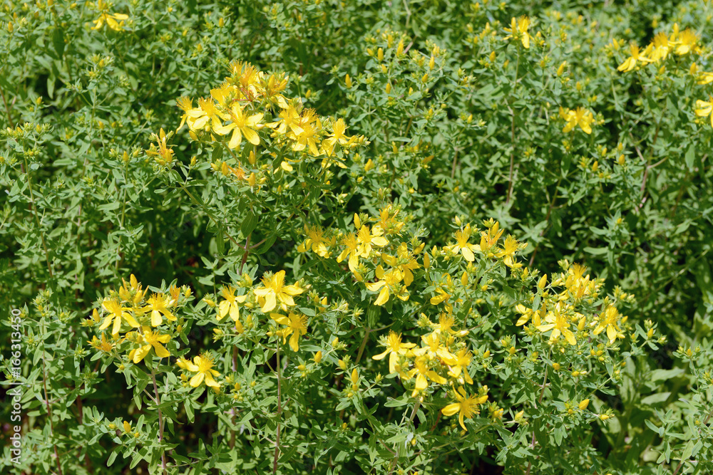 Obraz premium herbal flower St John's wort (Hypericum perforatum)