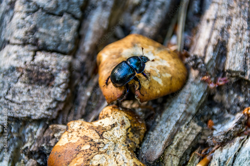 Close up of forest beetle on mushroom Close up of forest beetle on mushroom