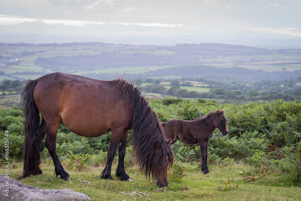 Wild Mare and Foal