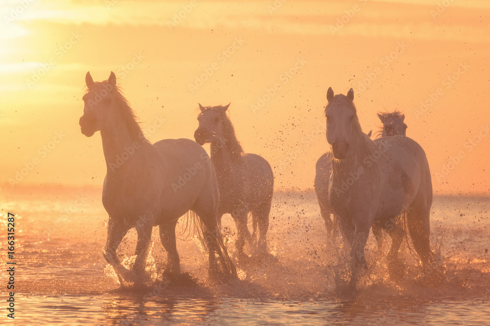 Beautiful white horses run gallop in the water at soft yellow sunset light, National park Camargue, Bouches-du-rhone department, Provence - Alpes - Cote d'Azur region, south France
