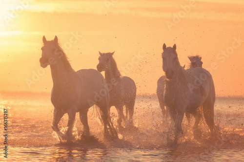 Beautiful white horses run gallop in the water at soft yellow sunset light  National park Camargue  Bouches-du-rhone department  Provence - Alpes - Cote d Azur region  south France