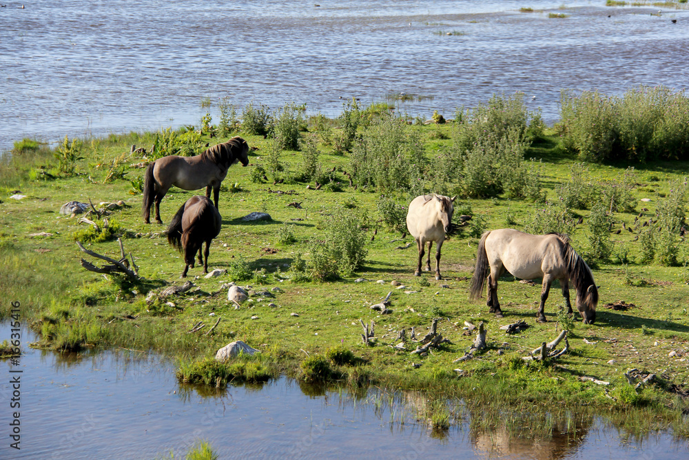 Wild horses graze and eat grass in the meadow on lake, Nature Park - Engures Ezers 