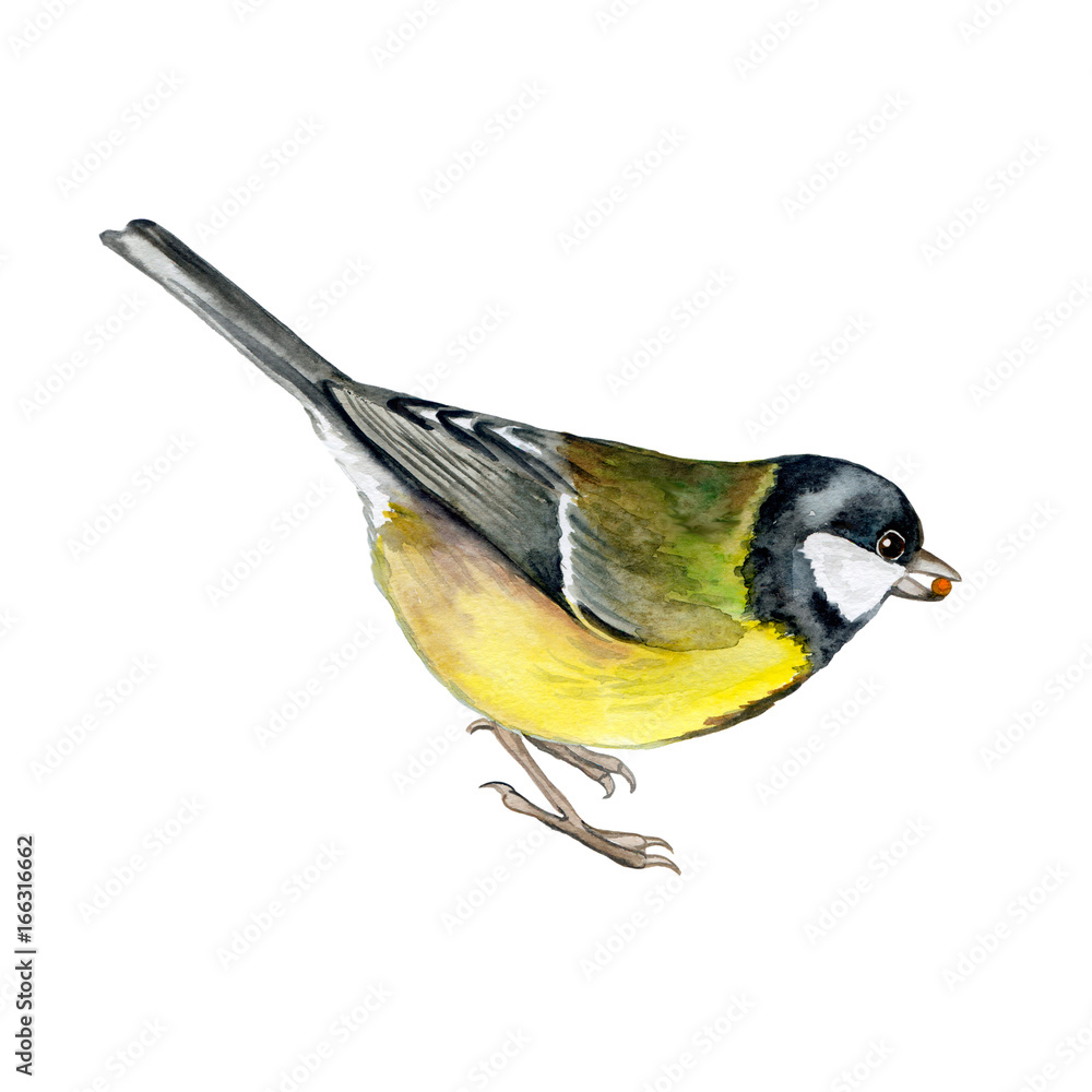 Obraz premium Great Tit Bird. On white background. Watercolor illustration