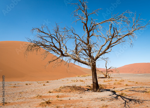 Skeleton tree in the desert of Sossusvlei, Namibia