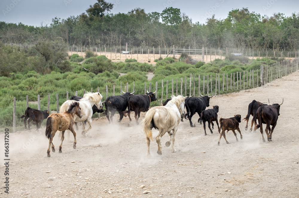 White horses and bullfighting black bulls runs. Camargue Park on delta Rhone River, France