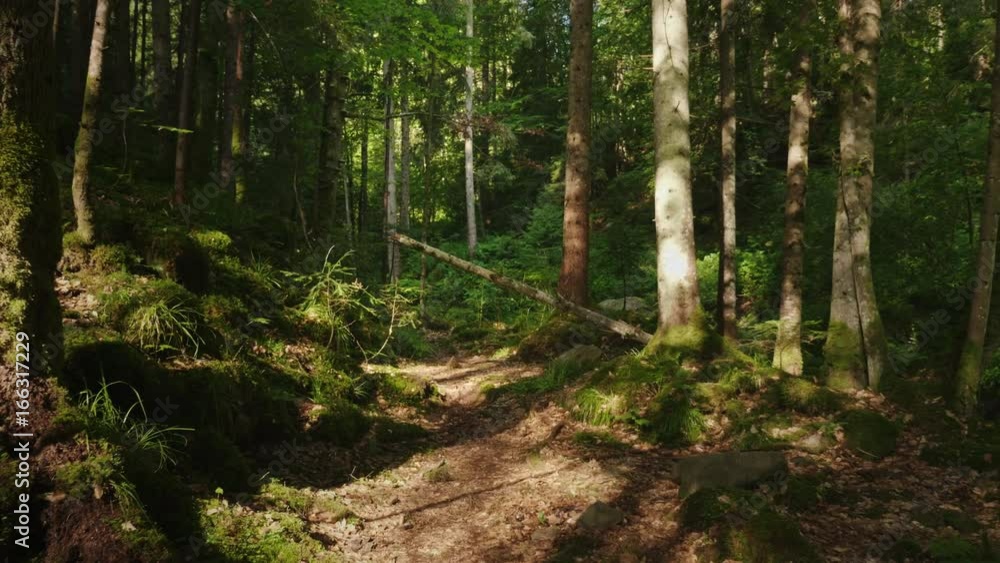 The mysterious morning forest, the fallen tree was covered with moss. Beautiful game of light and shadow. POV video