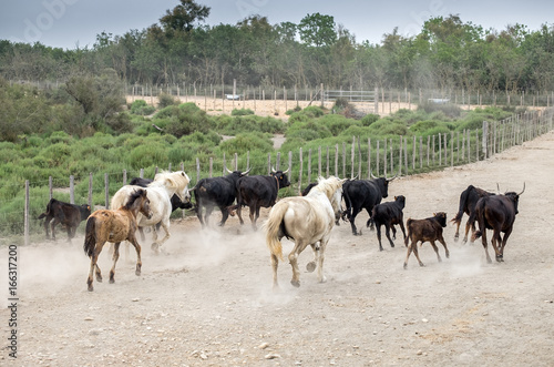 White horses and bullfighting black bulls runs. Camargue Park on delta Rhone River, France © vadiml