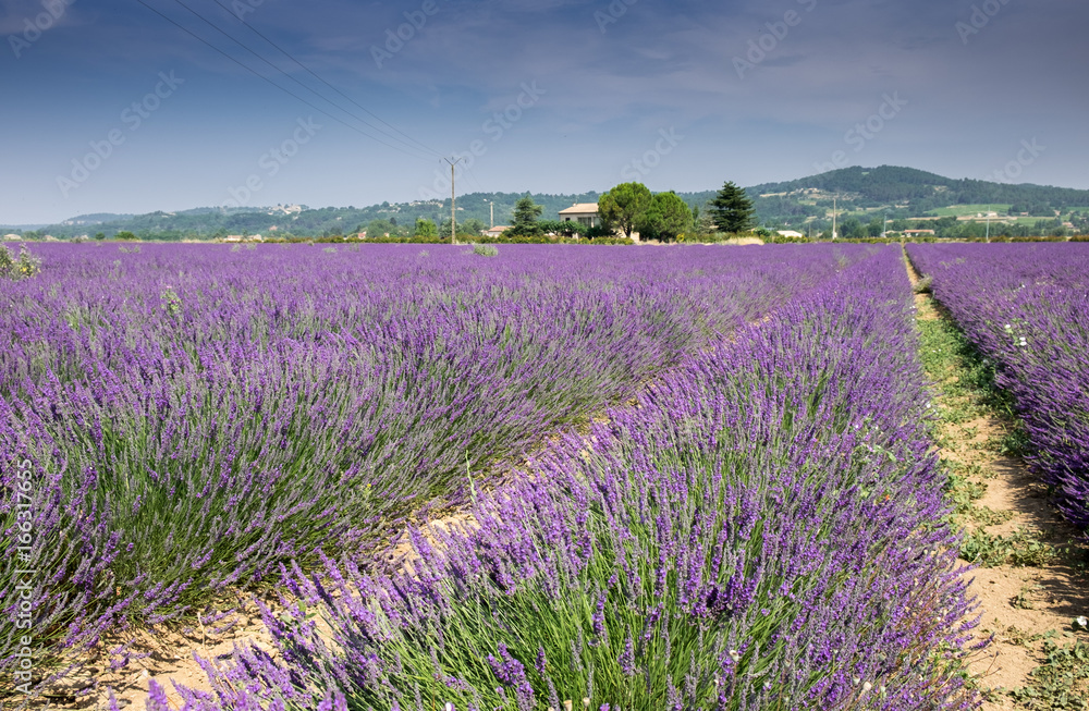 Naklejka premium Piękne pola lawendy w regionie Prowansji. Francja