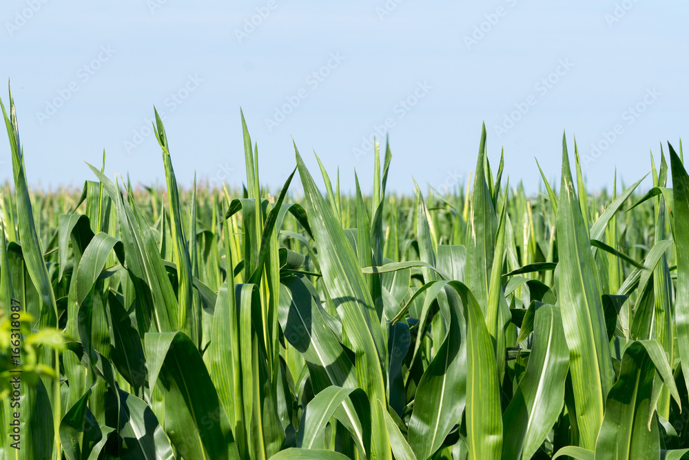 Obraz premium Maisfeld in der Sonne