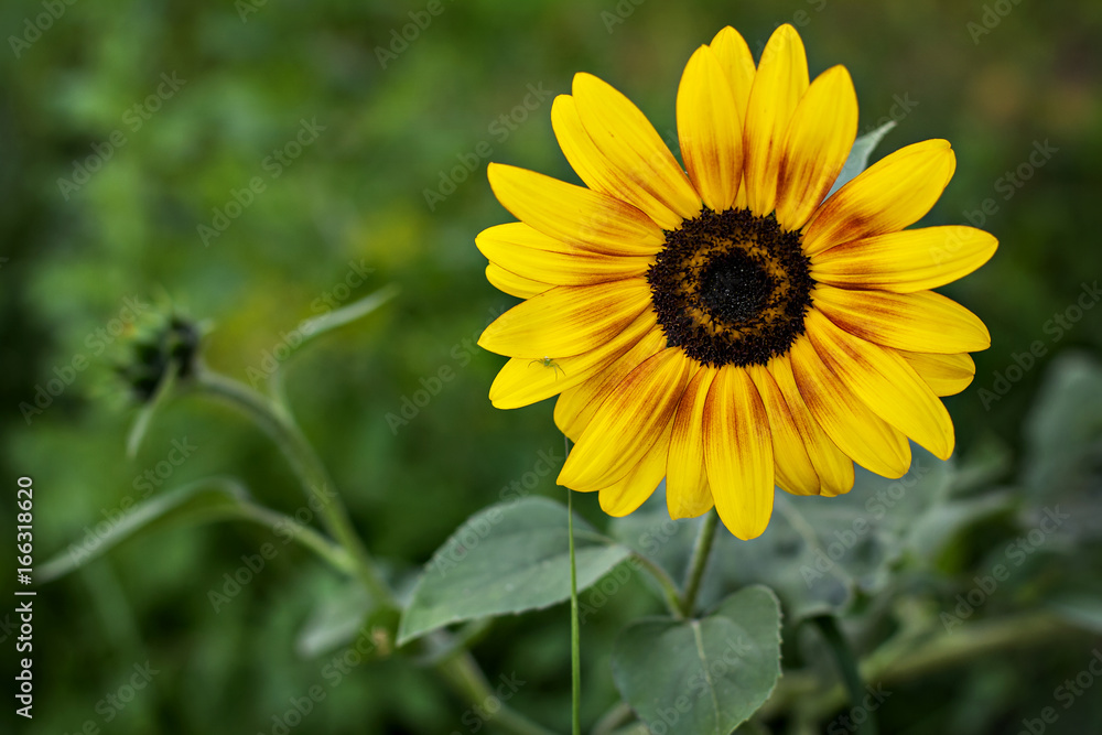 Flower of sunflower growing in the garden Flower of sunflower growing in the garden