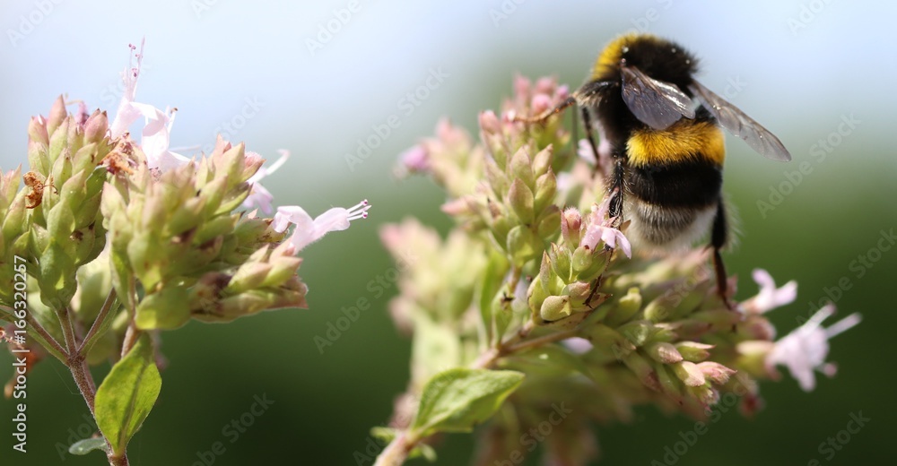 Obraz premium Bees and Bumplebees