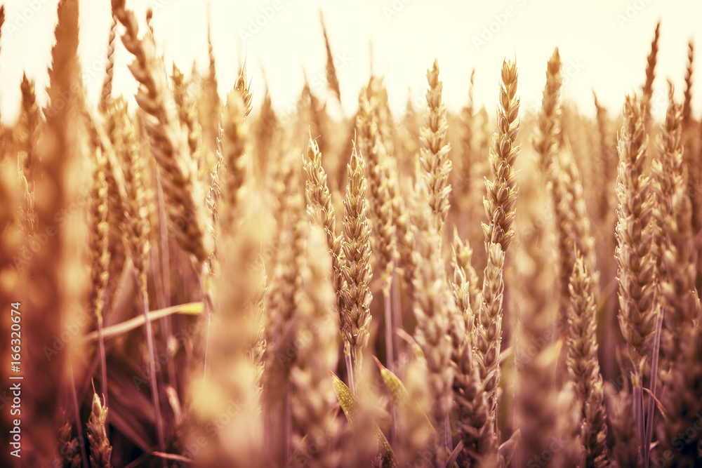 Fototapeta premium Golden wheat ears