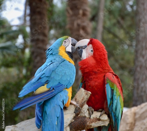 Parrots © JULIEN