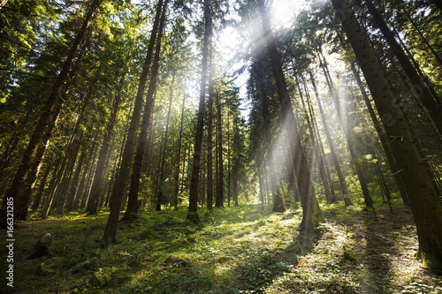 Fototapeta Naklejka Na Ścianę i Meble -  Green forest with rays