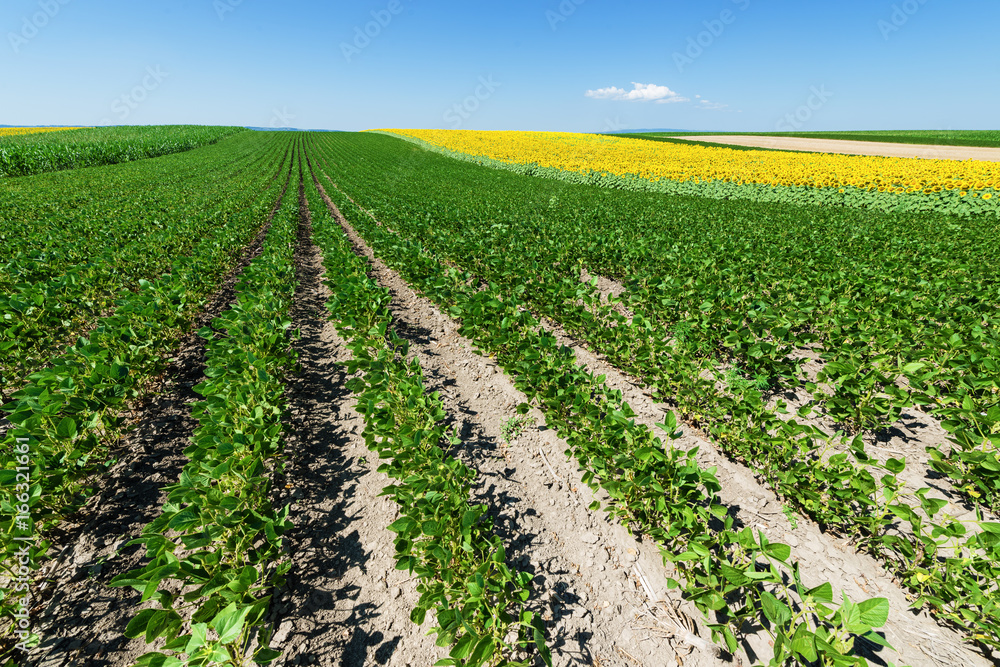 Green soybean field at summer