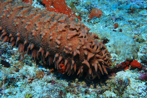Pineapple sea cucumber photo