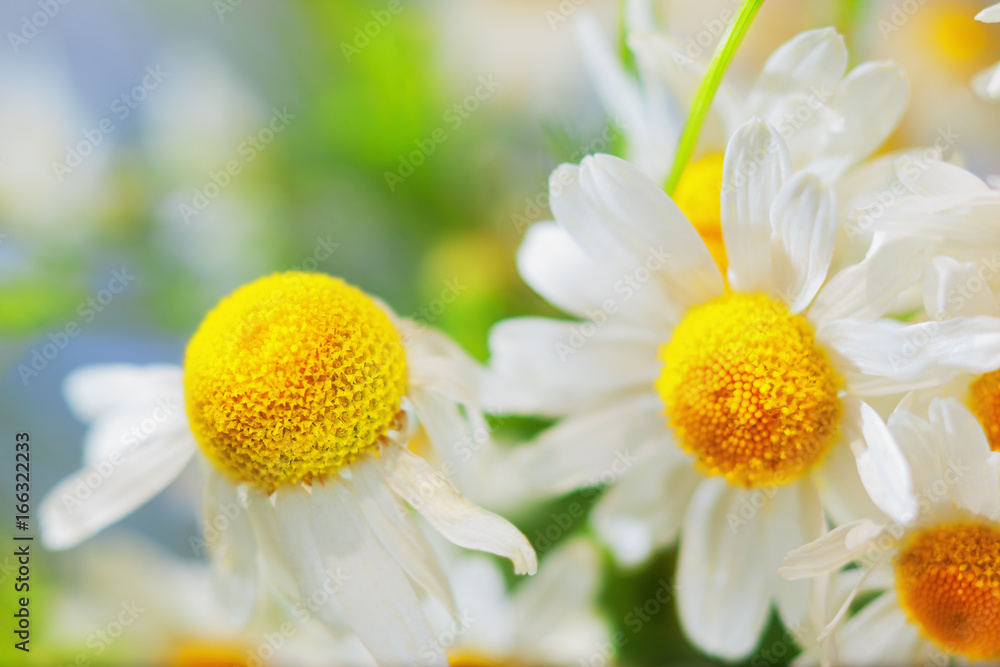 Obraz premium Chamomile against the sky.