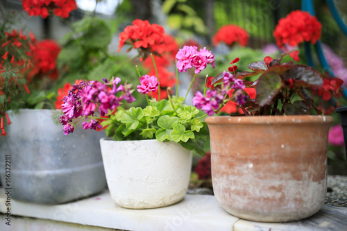 Fototapeta Naklejka Na Ścianę i Meble -  Flowerpots in row