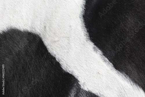 Black and white hair background of a horse coat