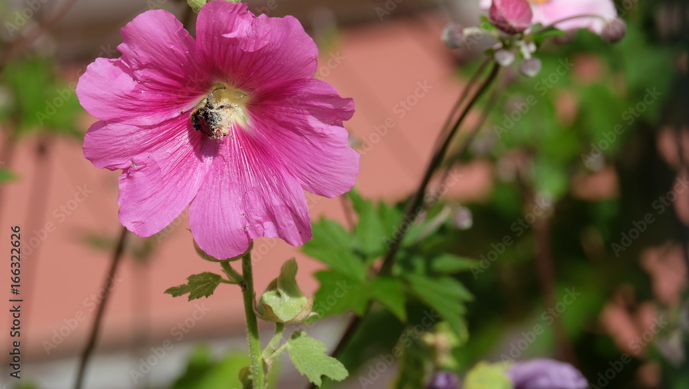 Fototapeta premium Blüten und Insekten