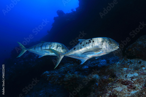 Golden trevally fish