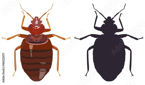 Bedbug and his black silhouette on white background. Vector illustration.