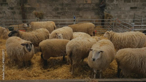 heard of pregnant ewes in barn waiting to give birth to their lambs