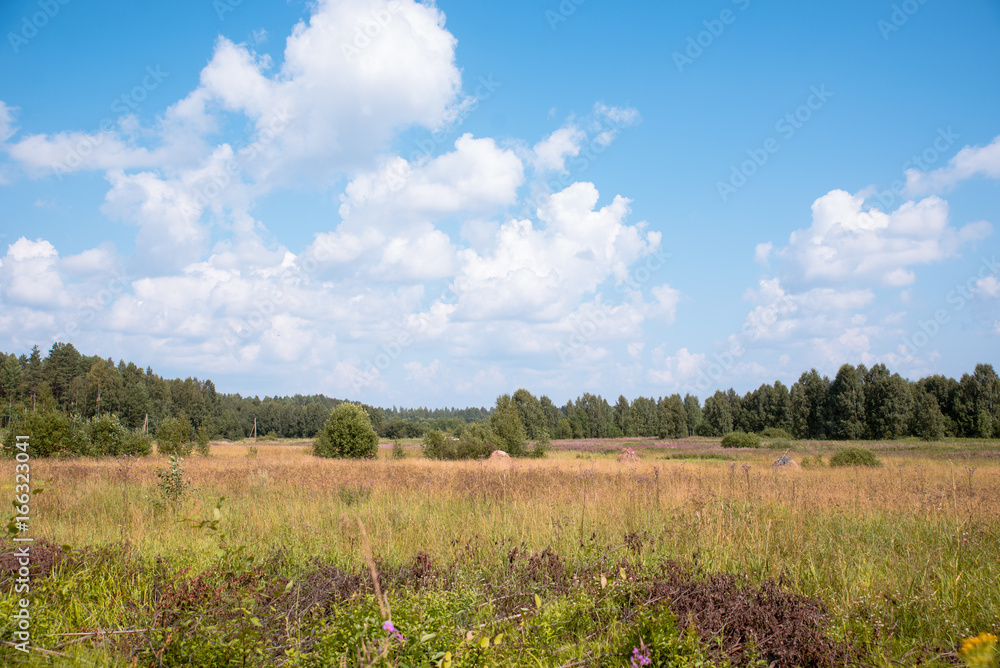 field with tall grass under the sky with clouds field with tall grass under the sky with clouds