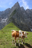 Kühe auf der Alm in den Alpen im Karwendel