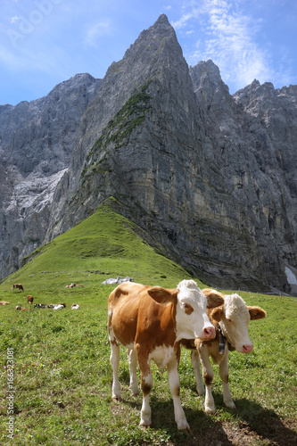Kühe auf der Alm in den Alpen im Karwendel