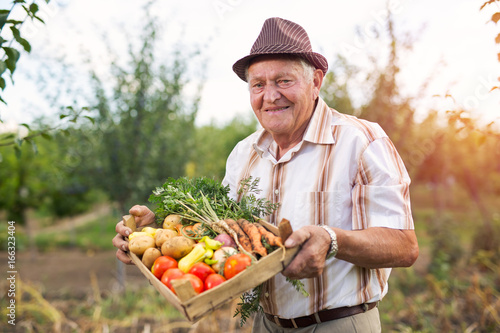 Senior gardener with a harvested vegetables in the garden