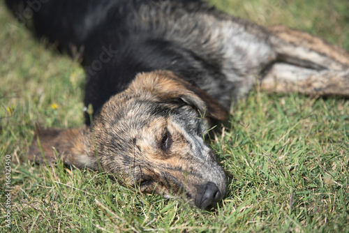 Mongrel dog relaxing in the park