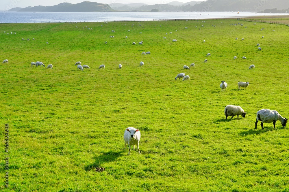Sheep grazing by the water in Scotland