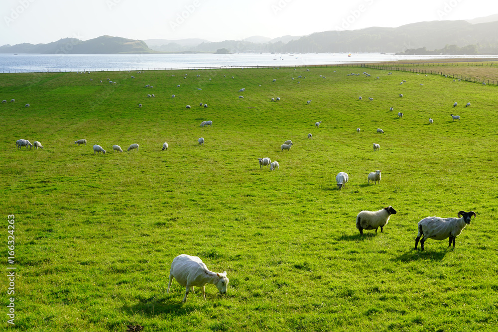 Sheep grazing by the water in Scotland