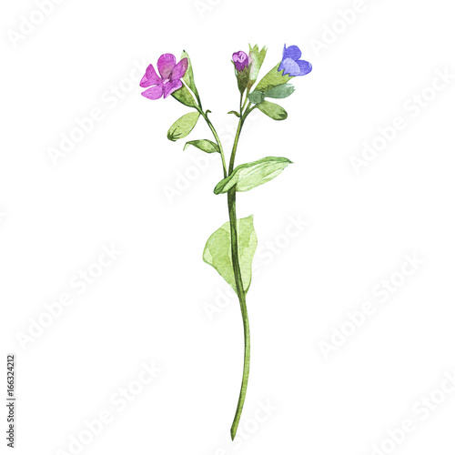 Illustration in watercolor of lungwort flower. Floral card with flowers. Botanical illustration.