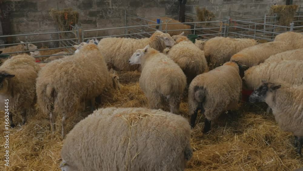 heard of pregnant ewes in barn waiting to give birth to their lambs heard of pregnant ewes in barn waiting to give birth to their lambs