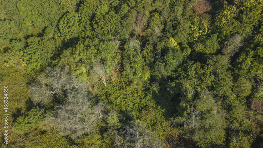 Vista aerea di un bosco fitto di alberi alti e bassi cespugli. La foresta è inaccessibile e ricca di insidie e pericoli.