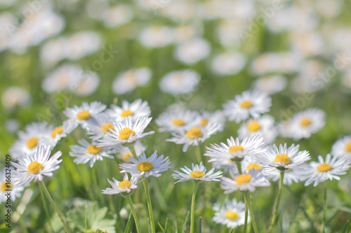 Summer Daisies Blooming Medical Chamomile flowers field wide background. Alternative medicine.