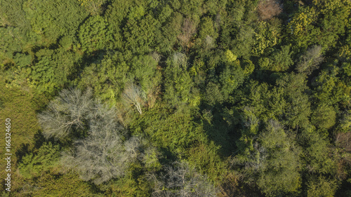 Vista aerea di un bosco fitto di alberi alti e bassi cespugli. La foresta è inaccessibile e ricca di insidie e pericoli.