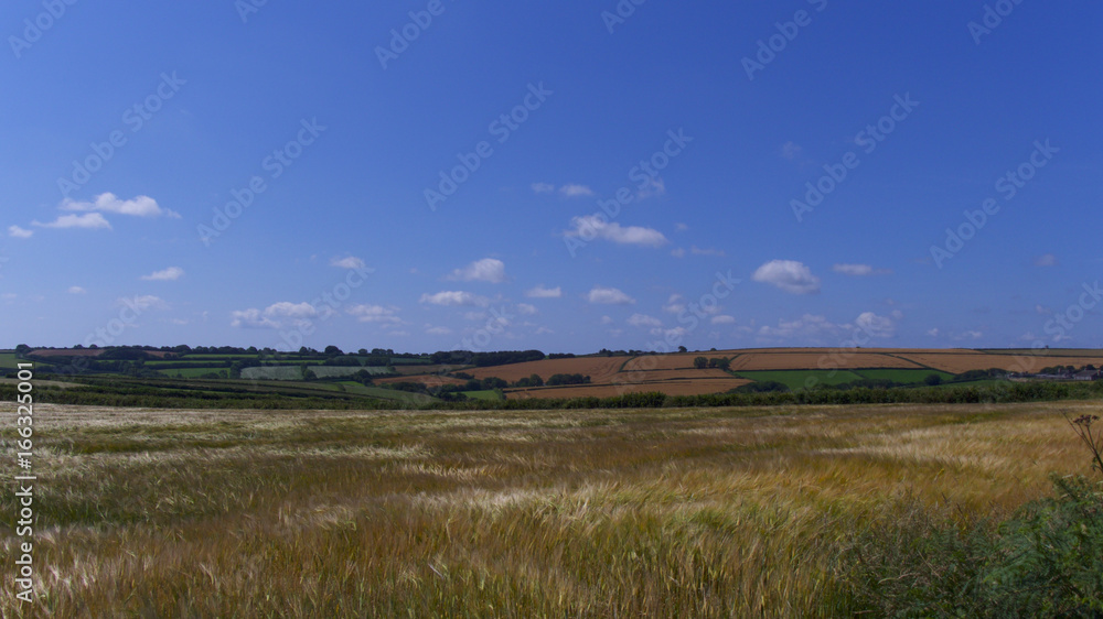 View across a field of barley, on the edge of Bodmin Moor, Cornwall, UK