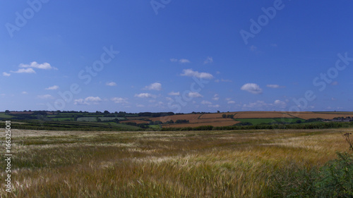 View across a field of barley, on the edge of Bodmin Moor, Cornwall, UK