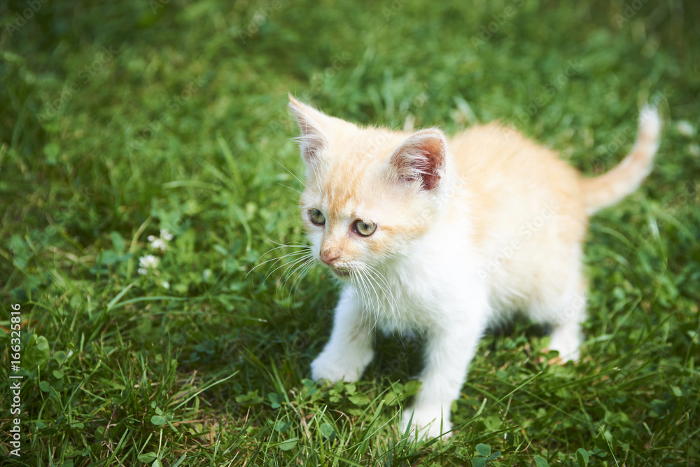 A little cute red kitten cat playing in the green grass A little cute red kitten cat playing in the green grass