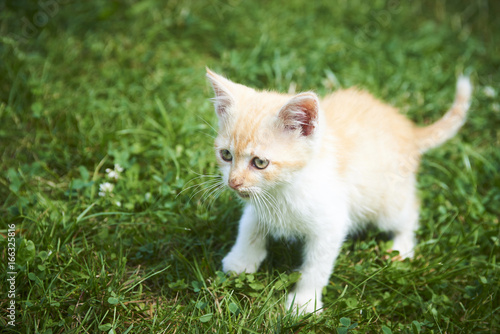 A little cute red kitten cat playing in the green grass